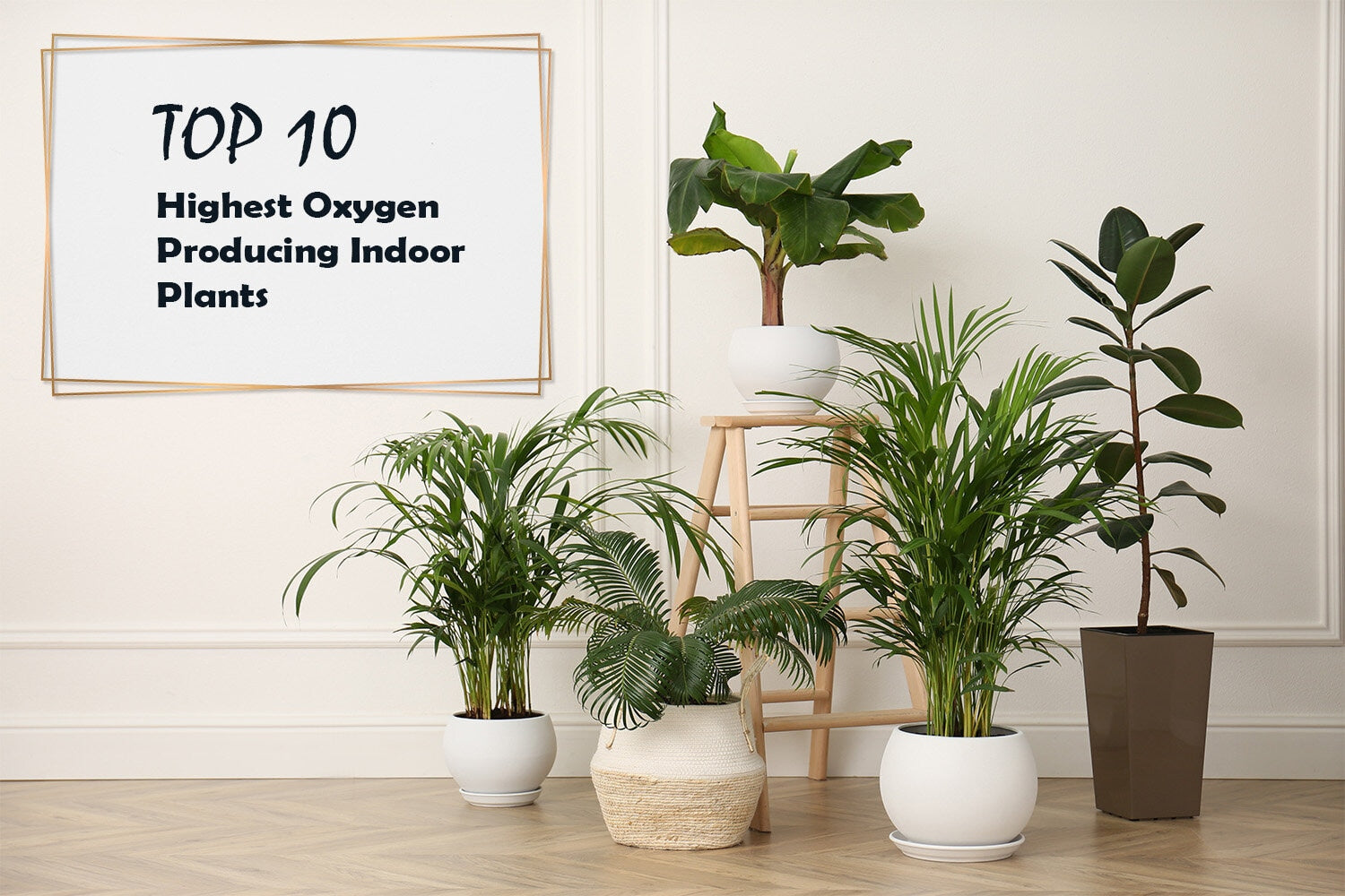 10 Highest Oxygen Producing Plants For Your Home