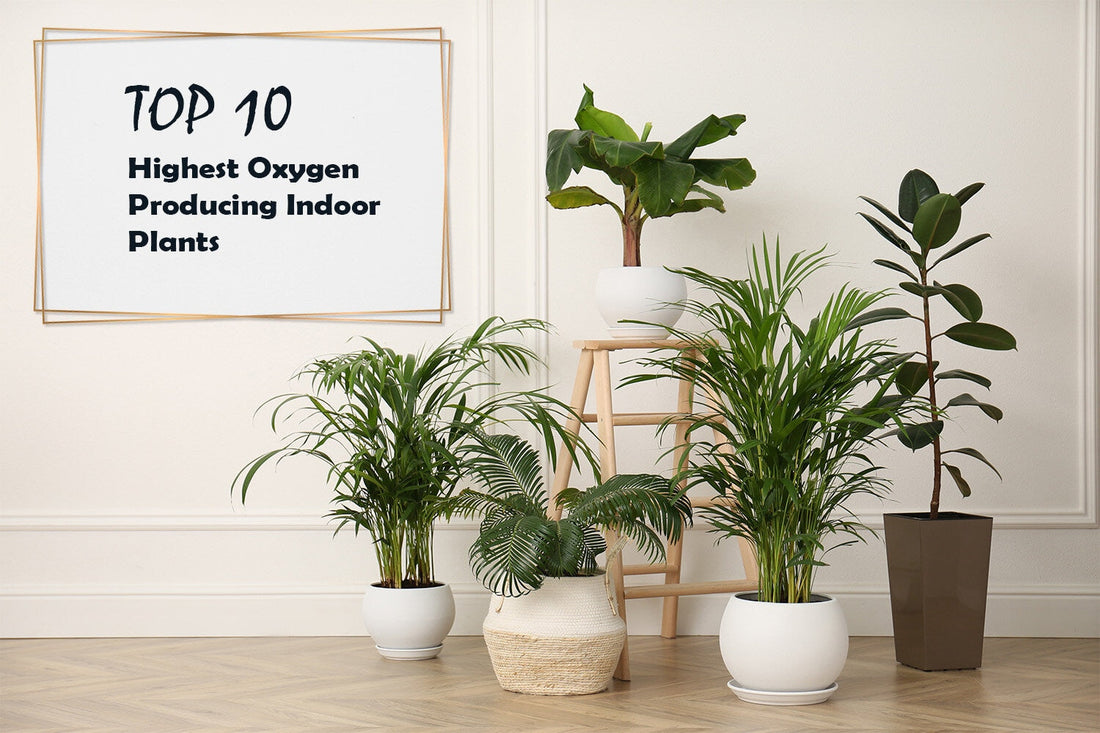 10 Highest Oxygen Producing Plants For Your Home