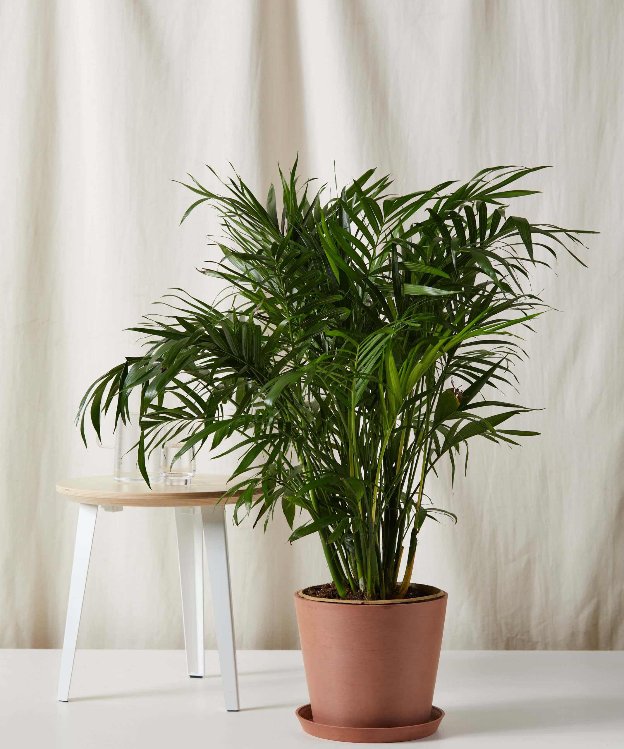 House Plants