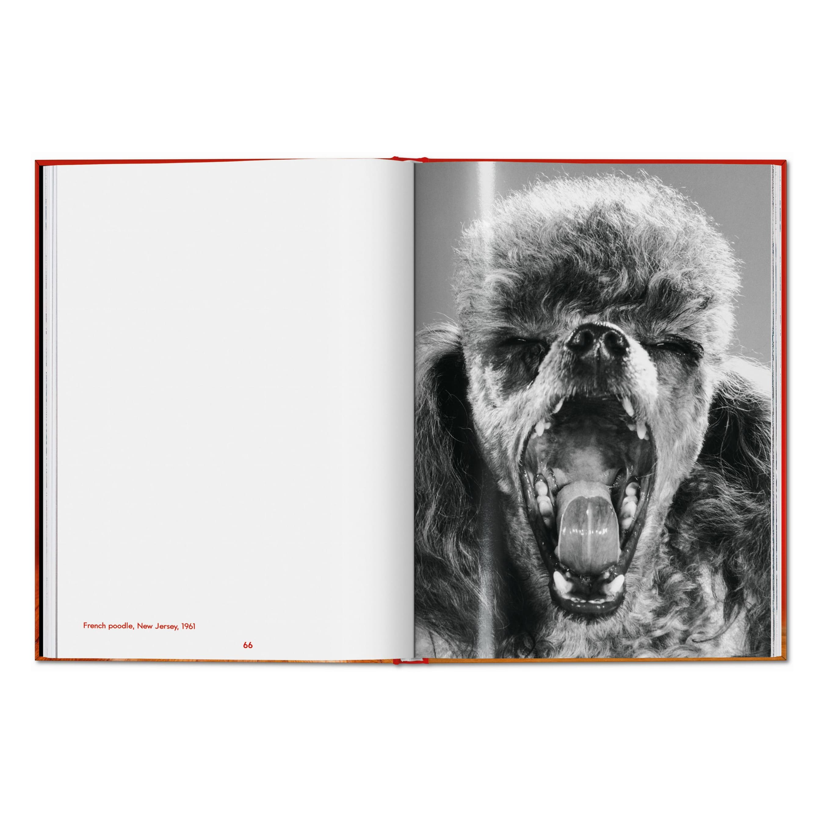 Walter Chandoha. Dogs. Photographs 1941–1991 (English)