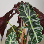 Alocasia Polly 'African Mask'