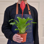 Bromeliad 'Christiane'