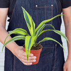 Dracaena Deremensis 'Lemon Lime'
