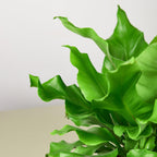 Bird's Nest 'Nidus' Fern