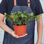 English Ivy 'Green California'