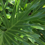 Philodendron 'Lickety Split' - 8" Pot