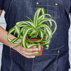 Spider Plant 'Bonnie'