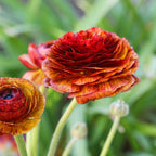 Ranunculus - Tecolote Café