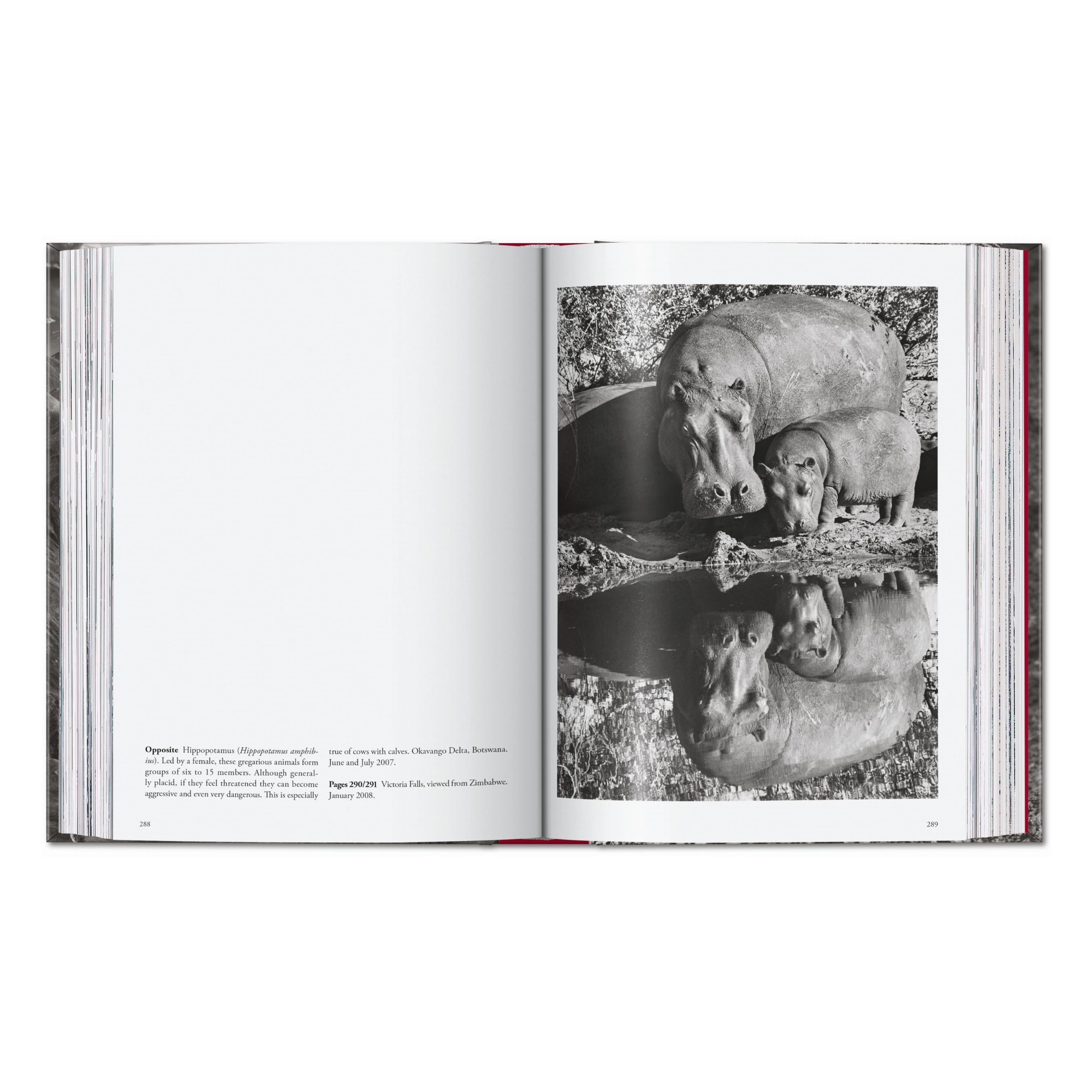 Sebastião Salgado. Genesis. 45th Ed. (English)
