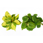 2 Philodendron Variety Pack - 4" Pot