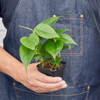 Philodendron Cordatum 'Heartleaf'