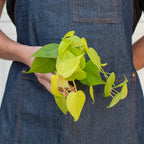Philodendron Cordatum 'Neon'