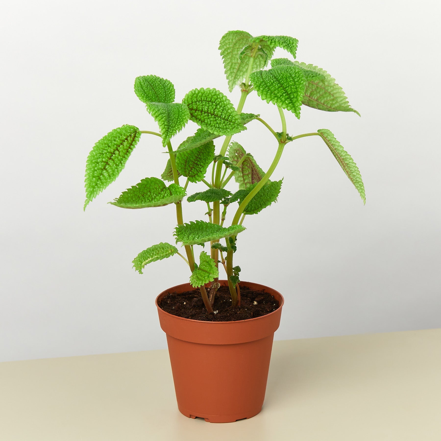 Pilea 'Moon Valley' - 4" Pot