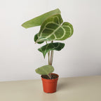 Anthurium Crystallinum