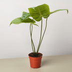 Anthurium 'Veitchii'