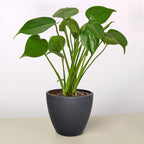 Black and TerraCotta Eco Pots