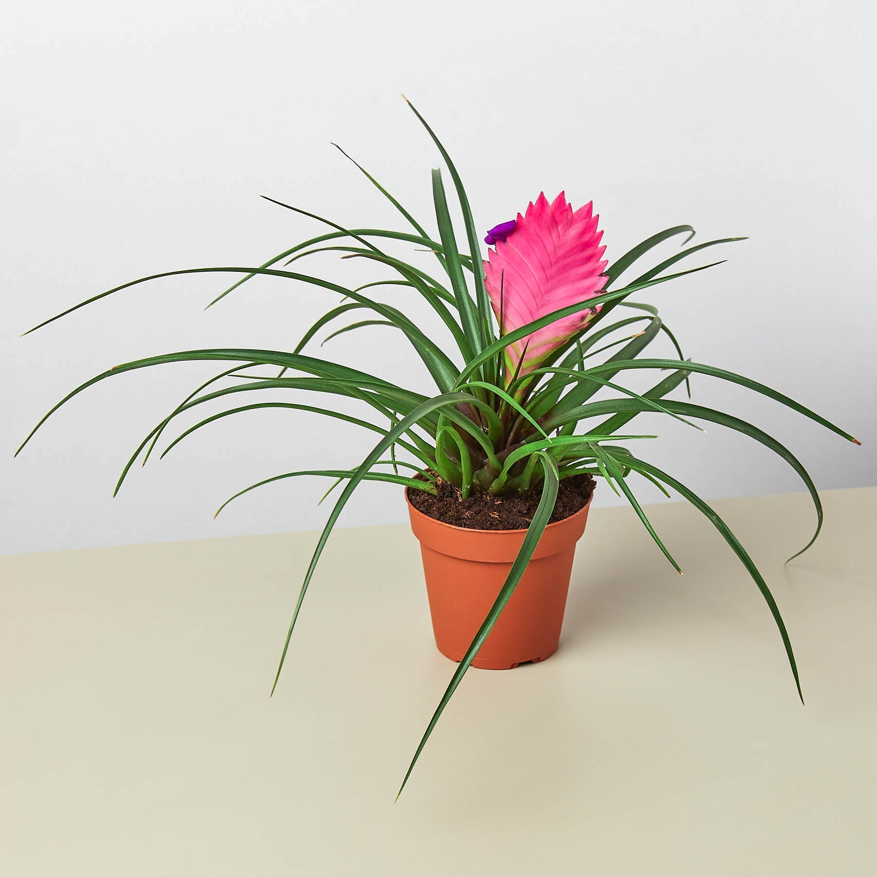 Bromeliad Cyanea 'Pink Quill'