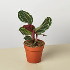 Calathea Roseopicta 'Medallion'