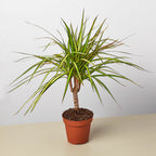 Dracaena Marginata 'Sunshine'