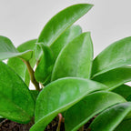 Hoya Carnosa
