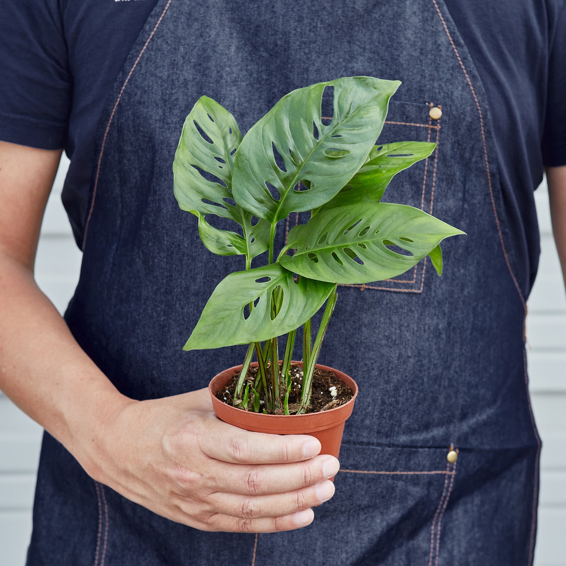 Monstera Adansonii 'Swiss Cheese'