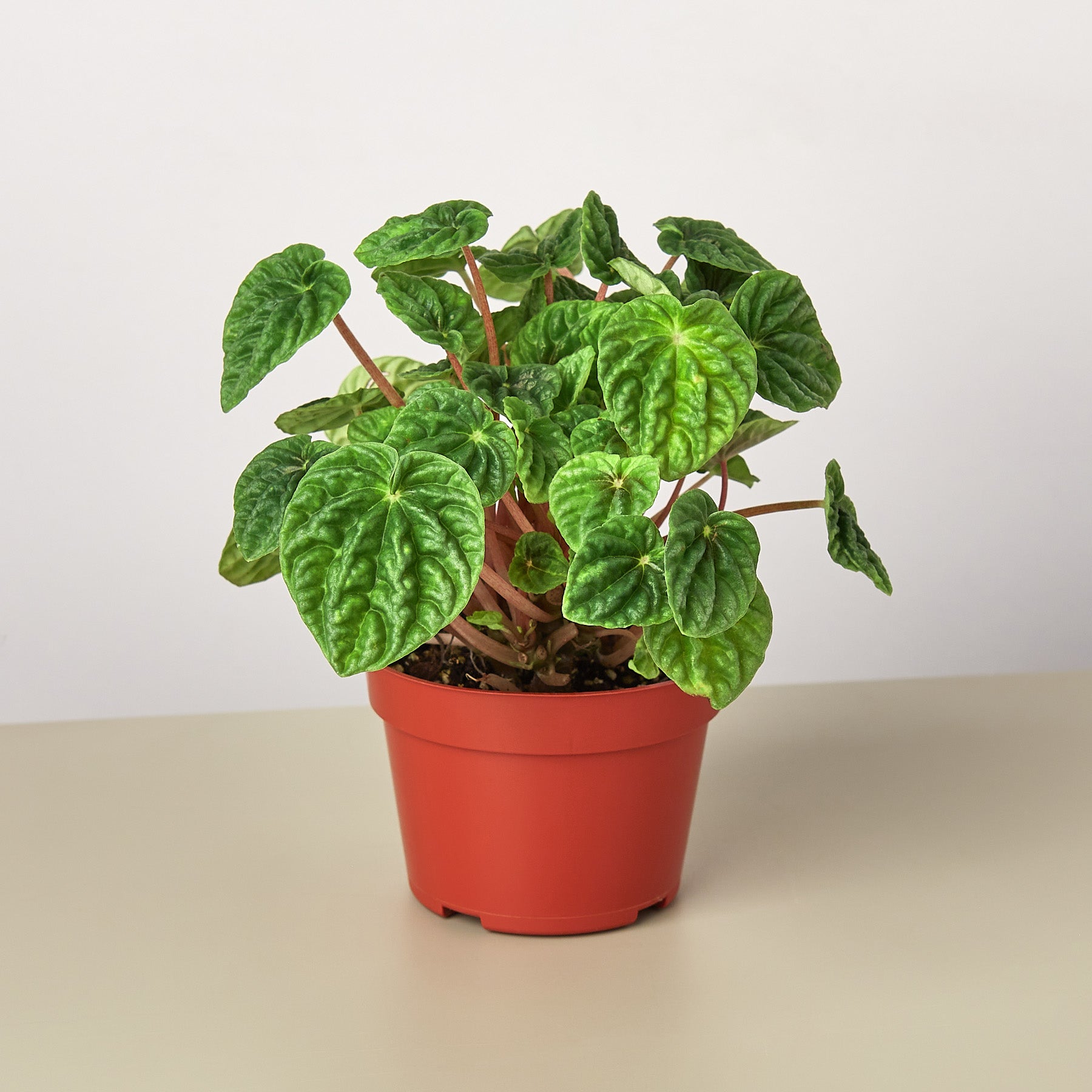 Peperomia 'Ripple'