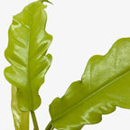 Philodendron 'Golden Crocodile'