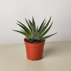 Succulent Gasteria Zimflora