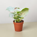 Syngonium 'Milk Confetti'