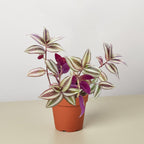Tradescantia Zebrina 'Wandering Dude'