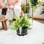 (2) Instant Plant Support 4-Tablet Pouch Bundle