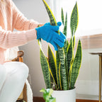 (2) Instant Plant Protection 4-Tablet Pouch Bundle