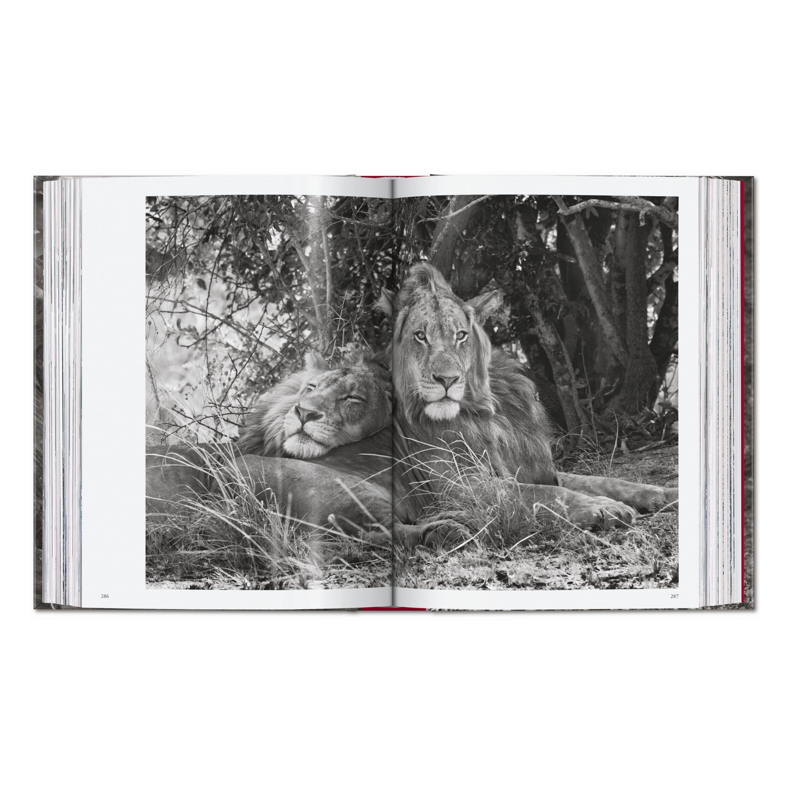 Sebastião Salgado. Genesis. 45th Ed. (English)