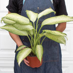 Dieffenbachia 'Camouflage'