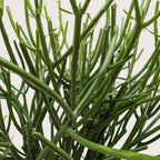 Euphorbia 'Pencil Cactus'