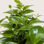 Lipstick Plant
