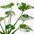 Monstera 'Thai Constellation'