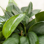 Scindapsus Platinum Java