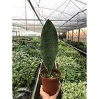 Shark Fin Snake Plant