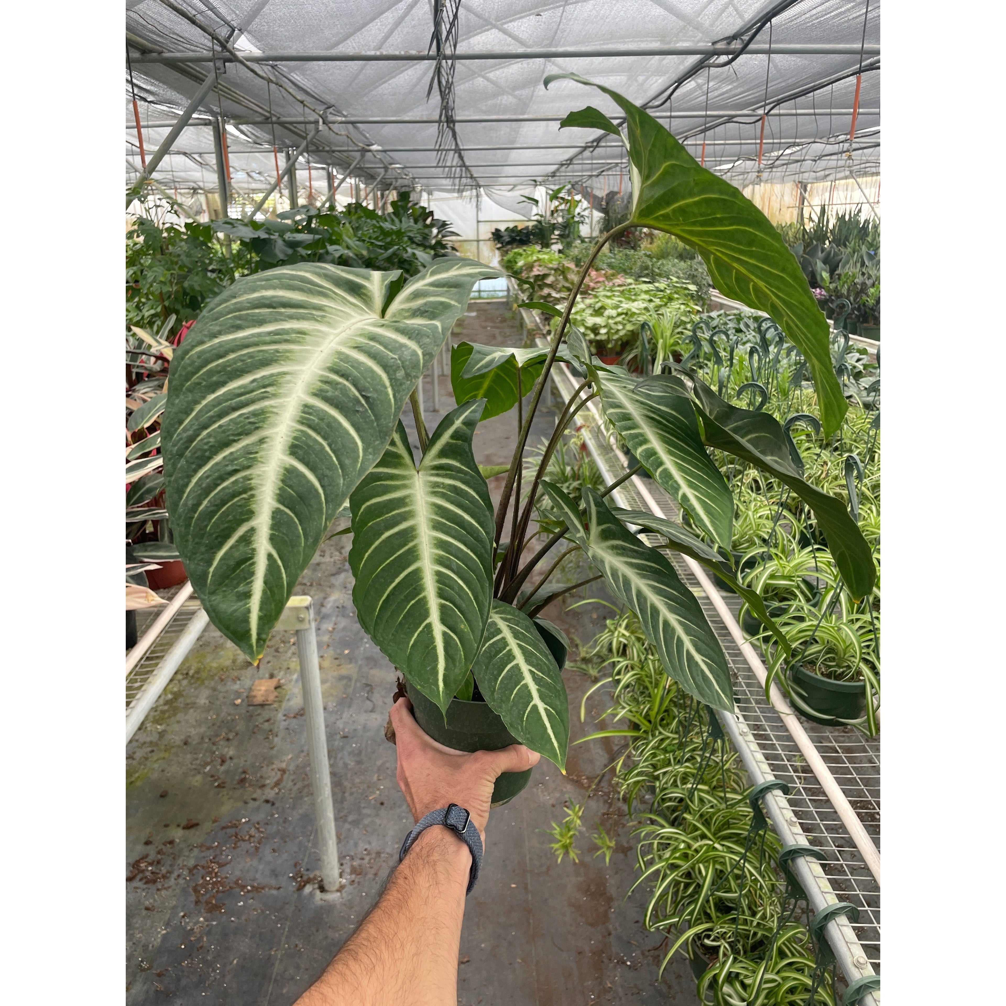 Xanthosoma Lendenii 'Magnificum'