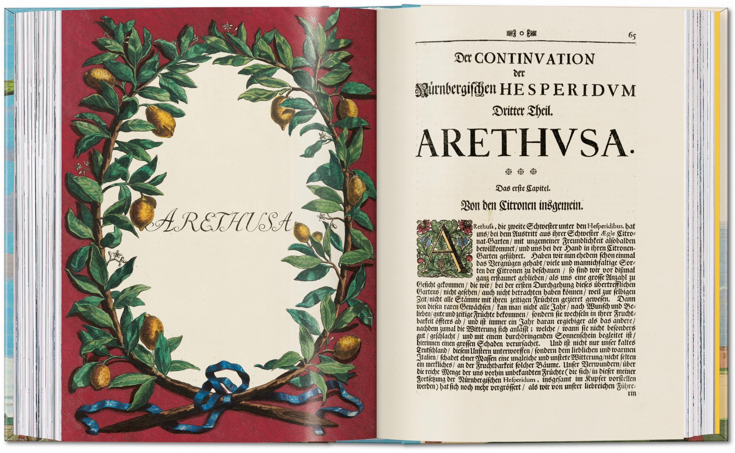 J. C. Volkamer. The Book of Citrus Fruits. 45th Ed. (German, French, English)