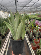 Snake Plant 'Sayuri'