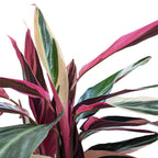 Stromanthe 'Triostar'