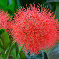 African Blood Lily