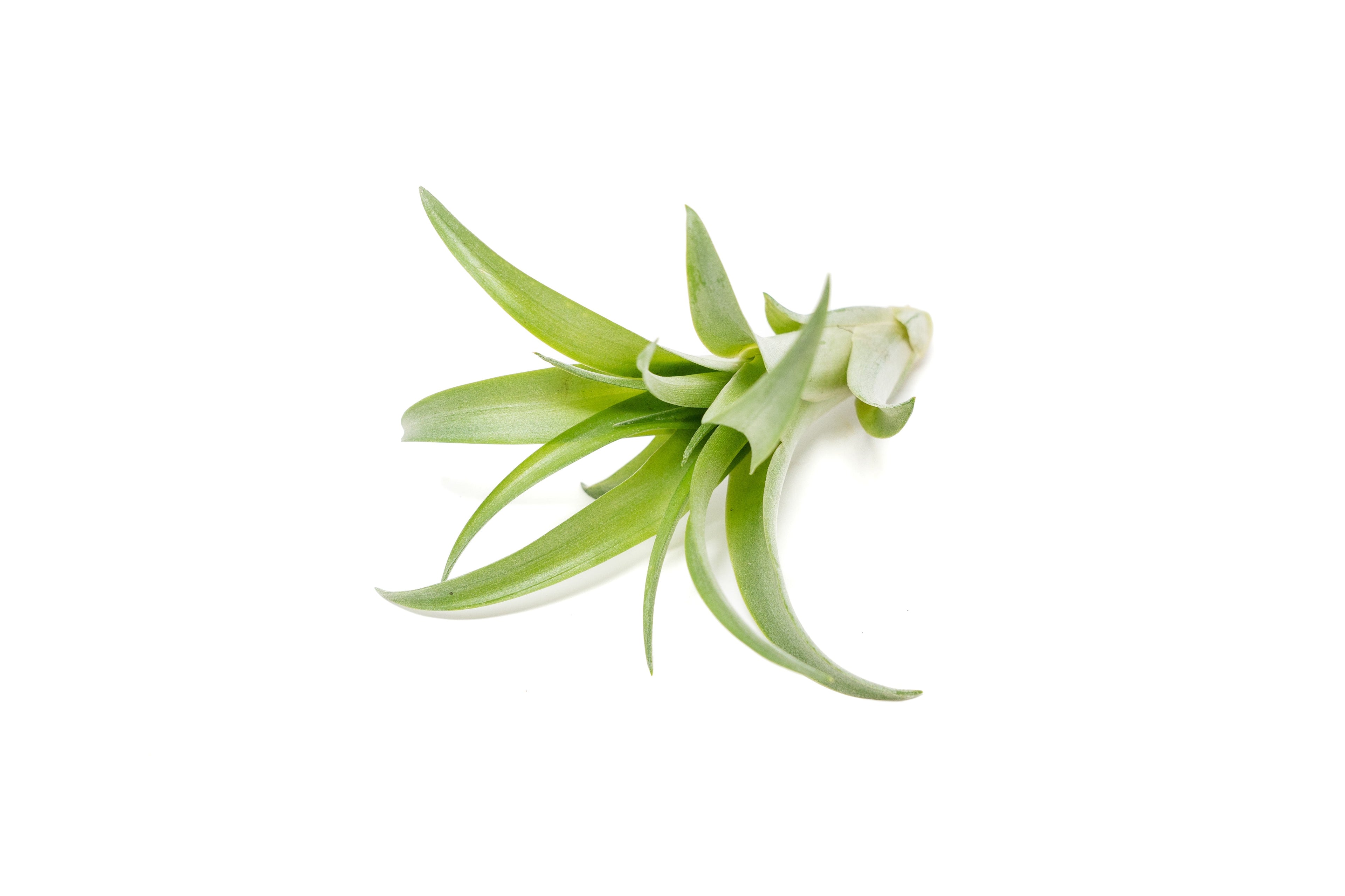 Tillandsia Abdita Brachycaulos Air Plants -  Set of 10, 20 or 30 - 60% Off