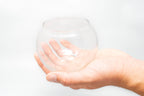 Tillandsia Huamelula Air Plant Bubble Bowl Terrarium