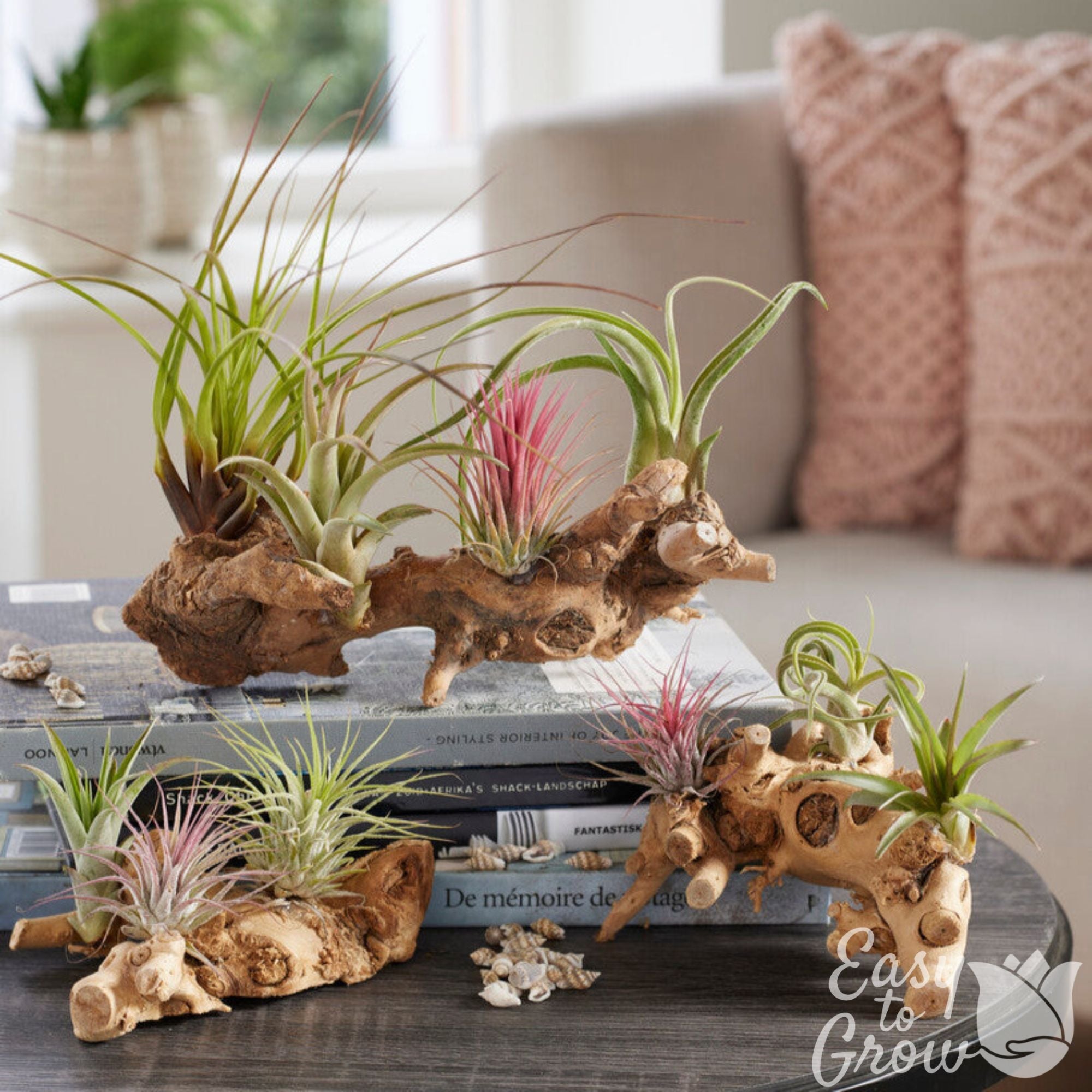 Air Plants - Tillandsia Mix