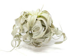 Special Curly Tillandsia Xerographica - Limited Quantities / 6-8 Inches Wide