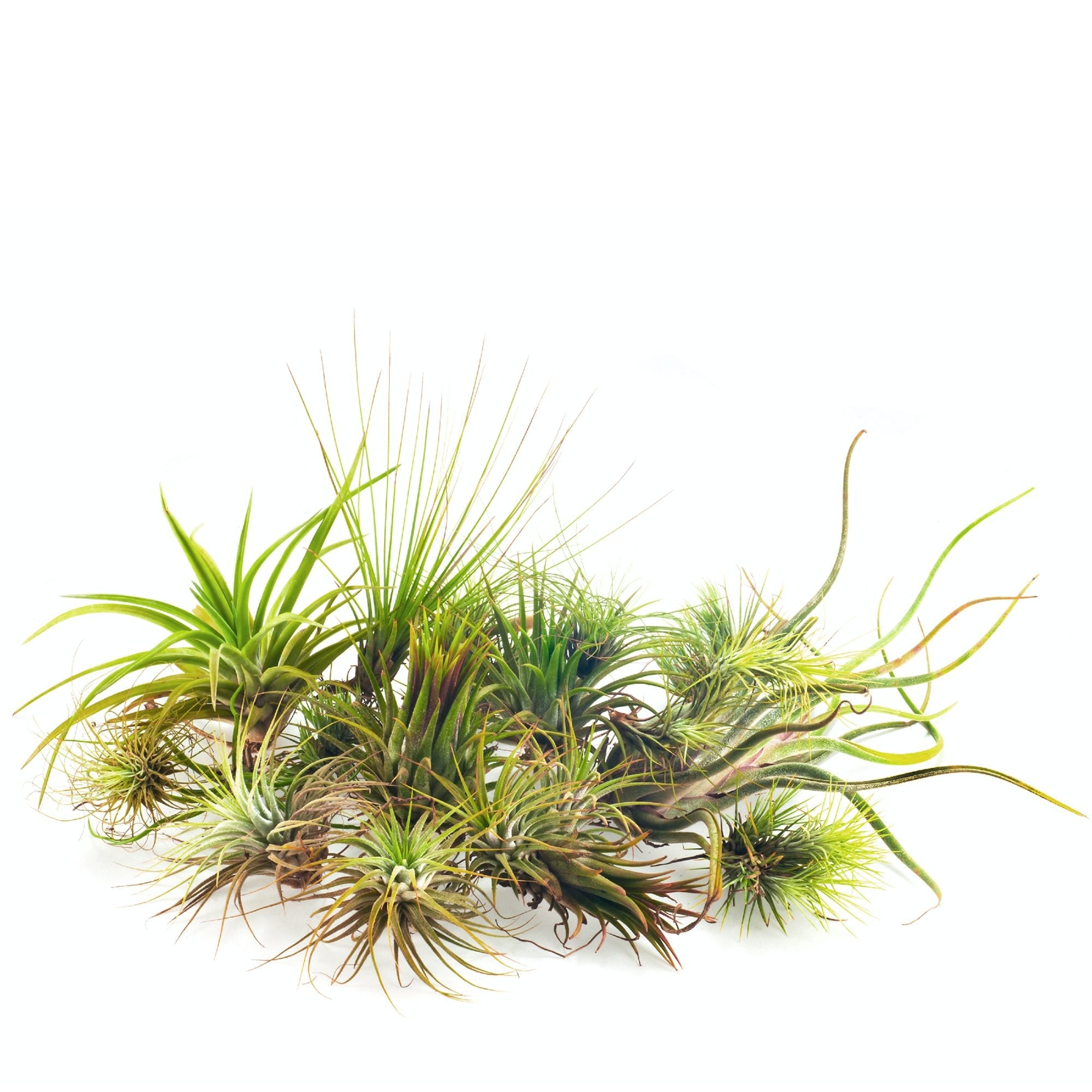 Air Plants - Tillandsia Mix