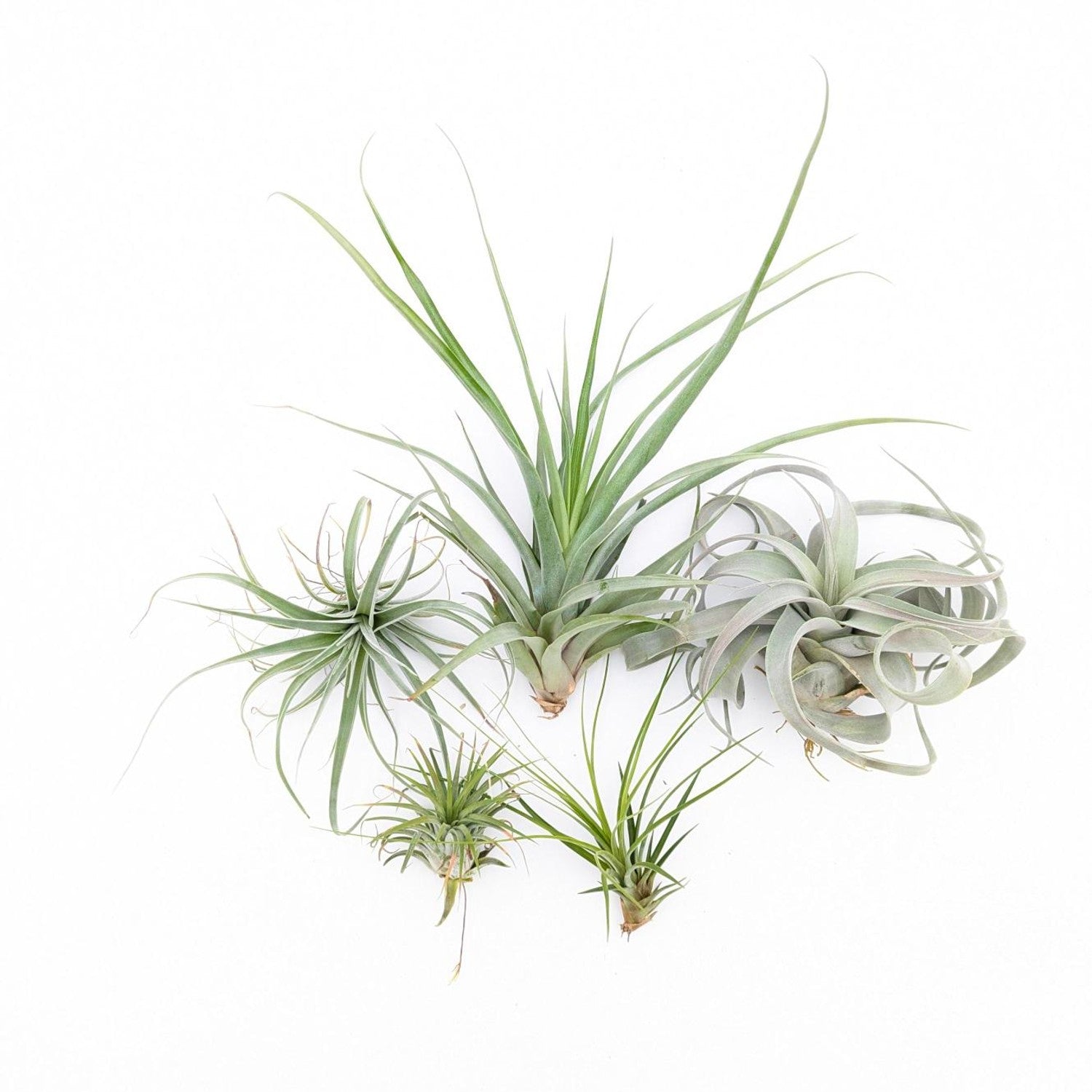 Air Plants - Tillandsia Mix